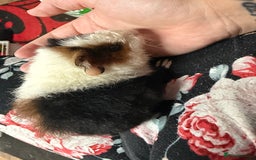 Guinea Pig rodents for sale: Guinea pig babies  - Image 6