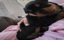 Rottweiler dogs for sale: 1 male 1 female rottweiler  - Image 14