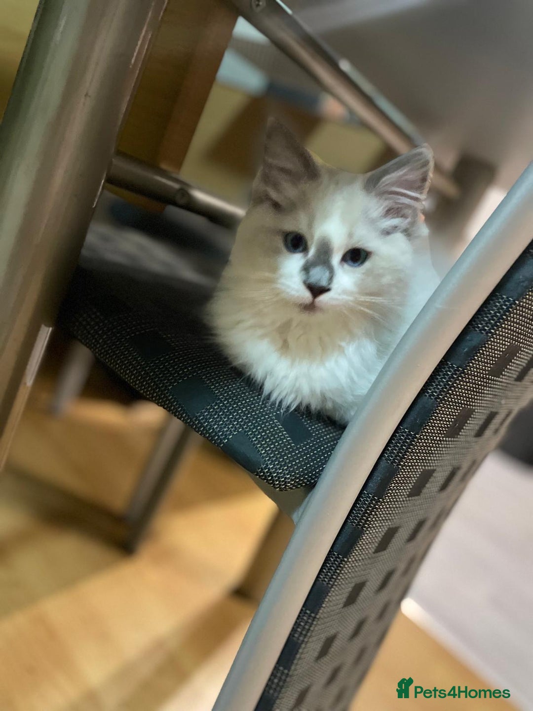 Ragdoll cats for sale: Reduced🌟CHAMPION🌟FATHER GCCF 🌟BLOODLINE RAGDOLL - Advert 17