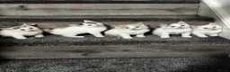 Mixed Breed cats for sale: 5 beautiful kittens  - Advert 3