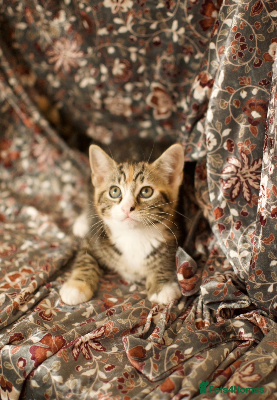 Mixed Breed cats for sale: 4 Beautiful Kittens Ready For Their Forever Homes - Image 14