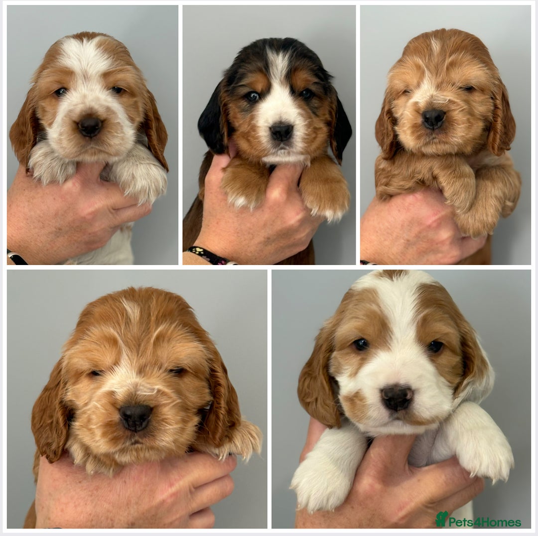 Cocker Spaniel dogs for sale: Show Type Cocker Spaniels - Image 1