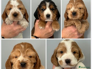 Cocker Spaniel dogs - Advert 1