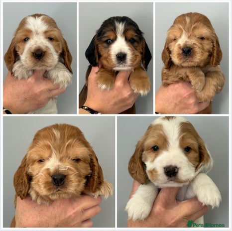 Cocker Spaniel dogs - Advert 13