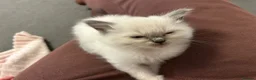 Ragdoll cats for sale: 2 female ragdoll kittens - Advert 4