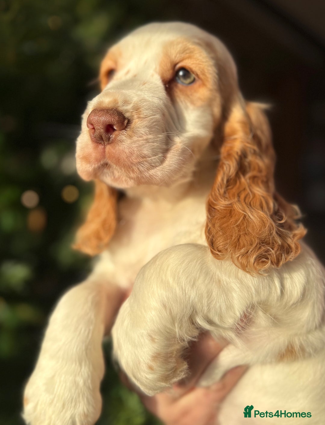 Cocker Spaniel dogs for sale: Stunning orange & white show cocker Girls  - Advert 4