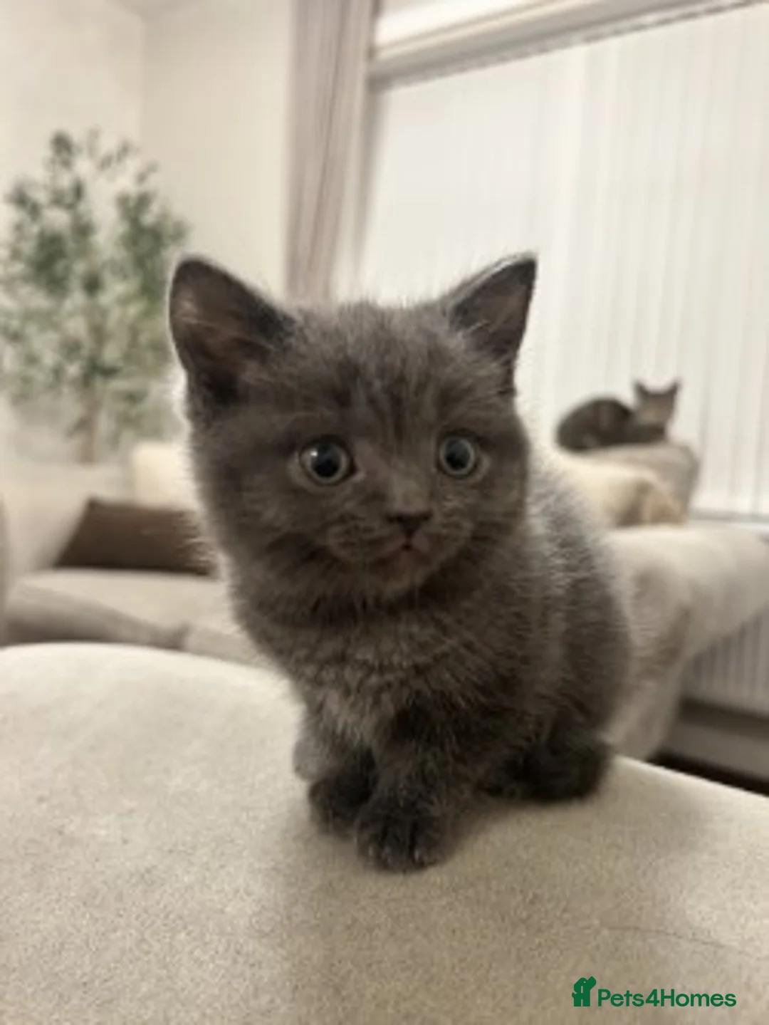 Mixed Breed cats for sale: Gorgeous Kittens Ready for Their New Homes - Advert 2