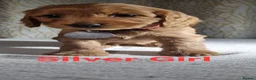 Cockapoo dogs for sale: Cockapoo❤️💜🩷🩵💙 - Advert 22