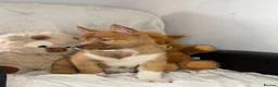 Siberian Husky dogs for sale: Siberian husky puppies  - Advert 3
