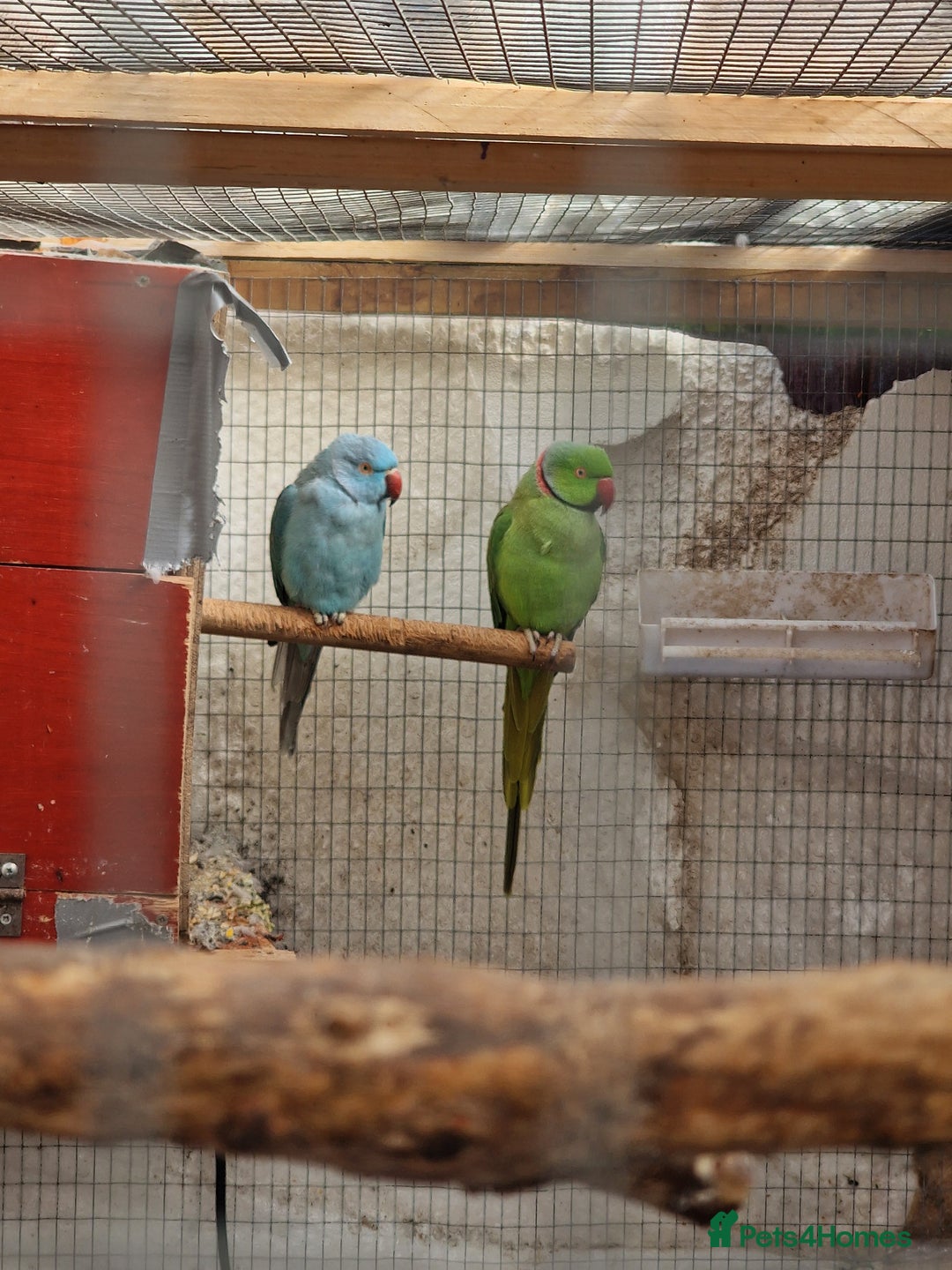 Ringnecks birds for sale: Adult Ringnecks - Image 12