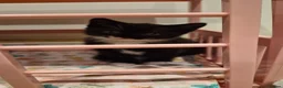 Mixed Breed cats for sale: Two female black and white kittens for sale - Advert 3