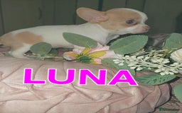 Chihuahua dogs for sale: Chihuahua pups stunning - Image 23