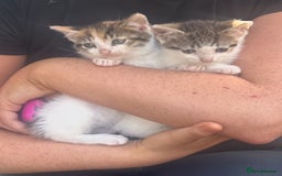 Domestic Shorthair cats for sale: Domestic short haired cat  - Image 2