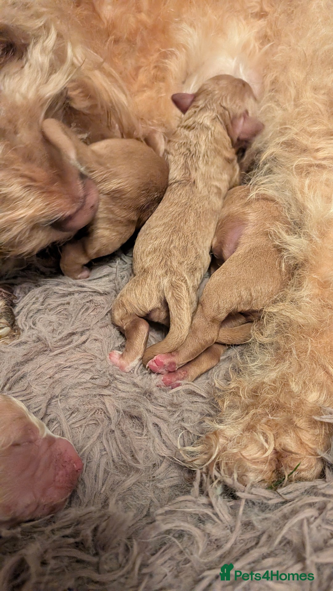 Cockapoo dogs for sale: Stunning cockapoos  - Advert 2