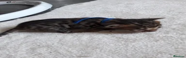 Bengal Kitten 2