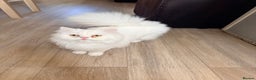 Persian cats for sale: Pure chinchilla kitten for sale  - Advert 1