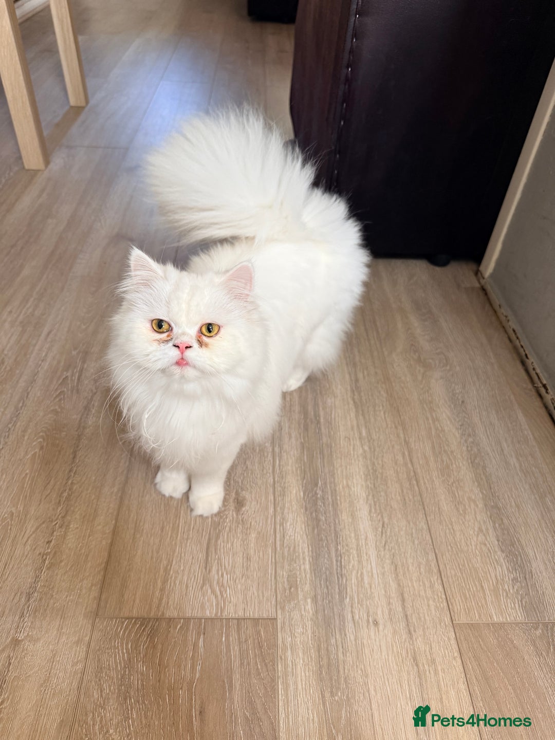 Persian cats for sale: Pure chinchilla kitten for sale  - Advert 1