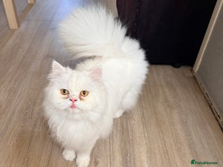 Persian cats Pure chinchilla kitten for sale - Advert 2