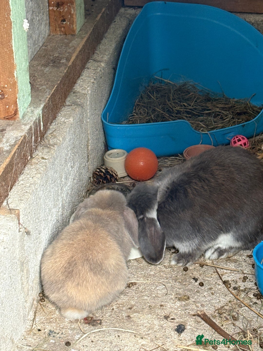 Mini Lop rabbits for sale: 3 mini lop bucks for sale  - Image 14