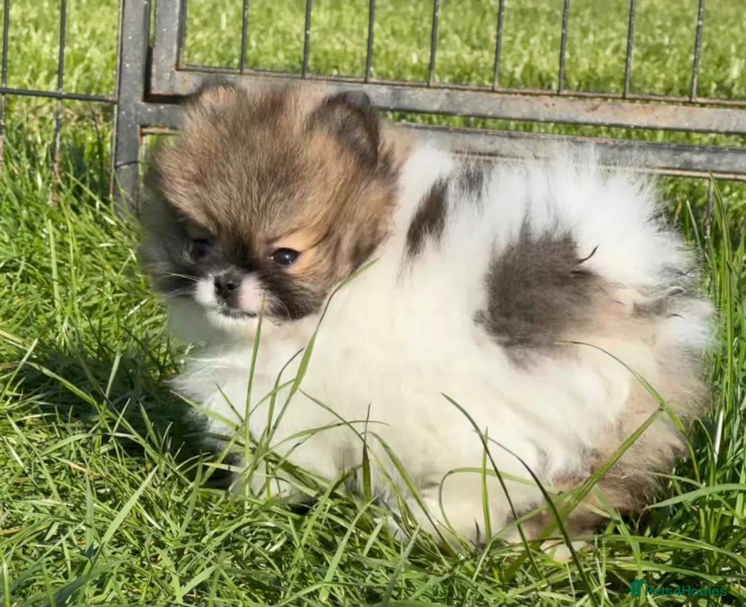 Pomeranian dogs  Beautiful Pomeranian Girls  - Advert 15