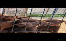 Labrador Retriever dogs for sale: KC REG.. READY NOW!. CHOCOLATE LABRADOR  - Image 14