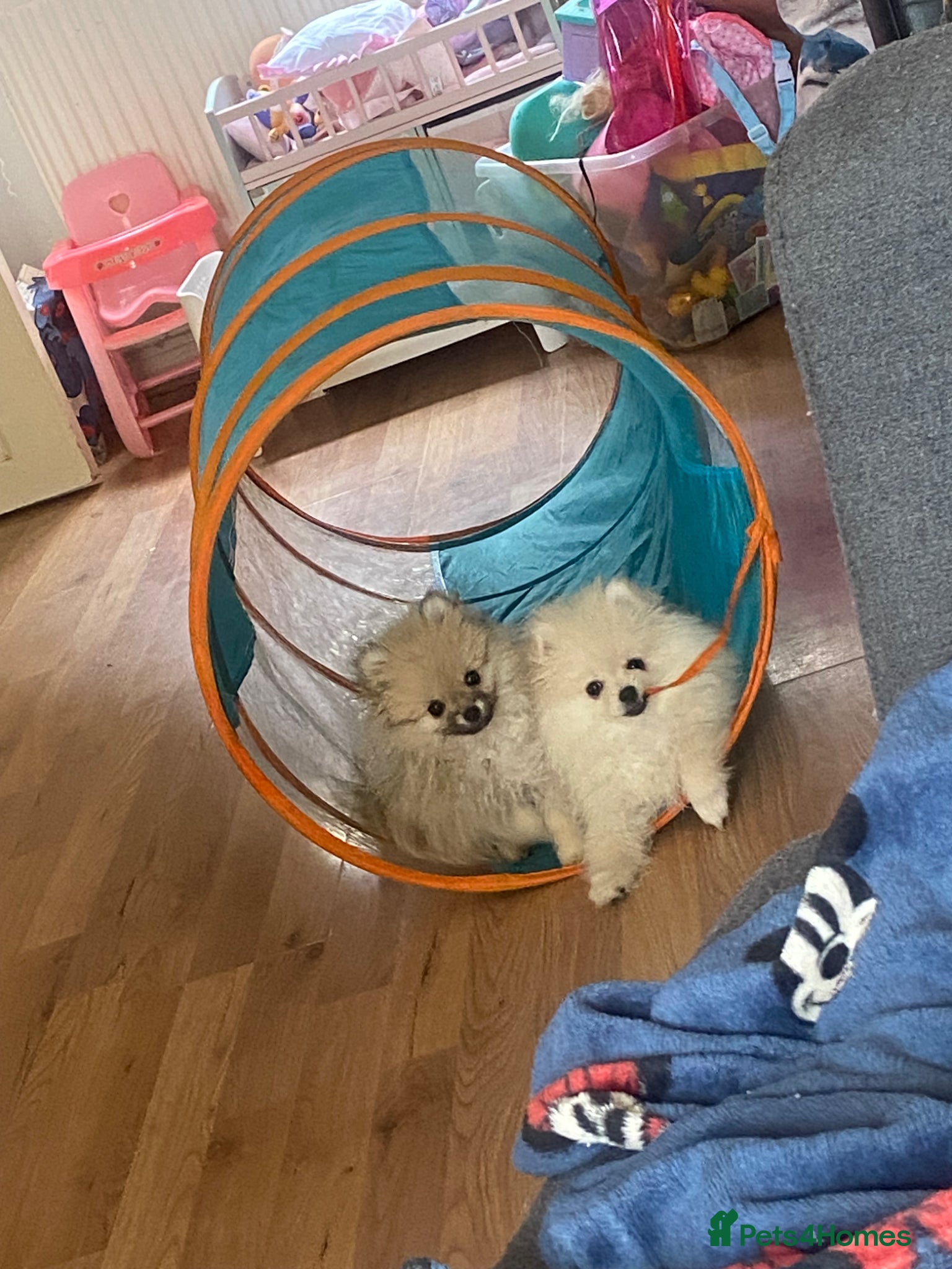 Pomeranian dogs Beautiful Pomeranian puppies ready to leave now  - Advert 16