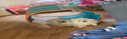 Pomeranian dogs for sale: Beautiful Pomeranian puppies ready to leave now  - Advert 1