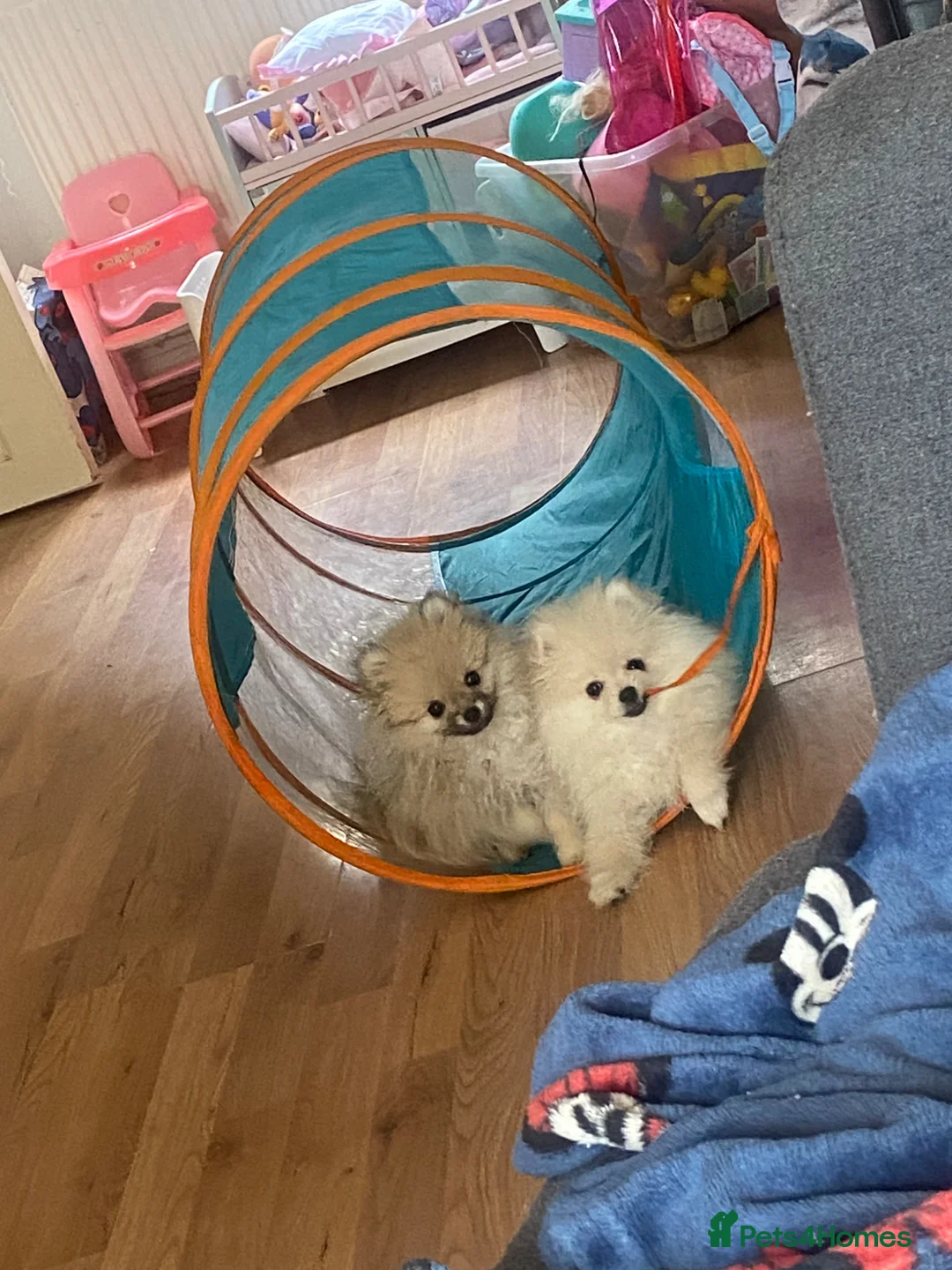 Pomeranian dogs for sale: Beautiful Pomeranian puppies ready to leave now  - Advert 1
