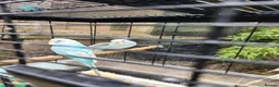 Budgerigars birds for sale: Beautiful Baby Budgies for sale. - Advert 3