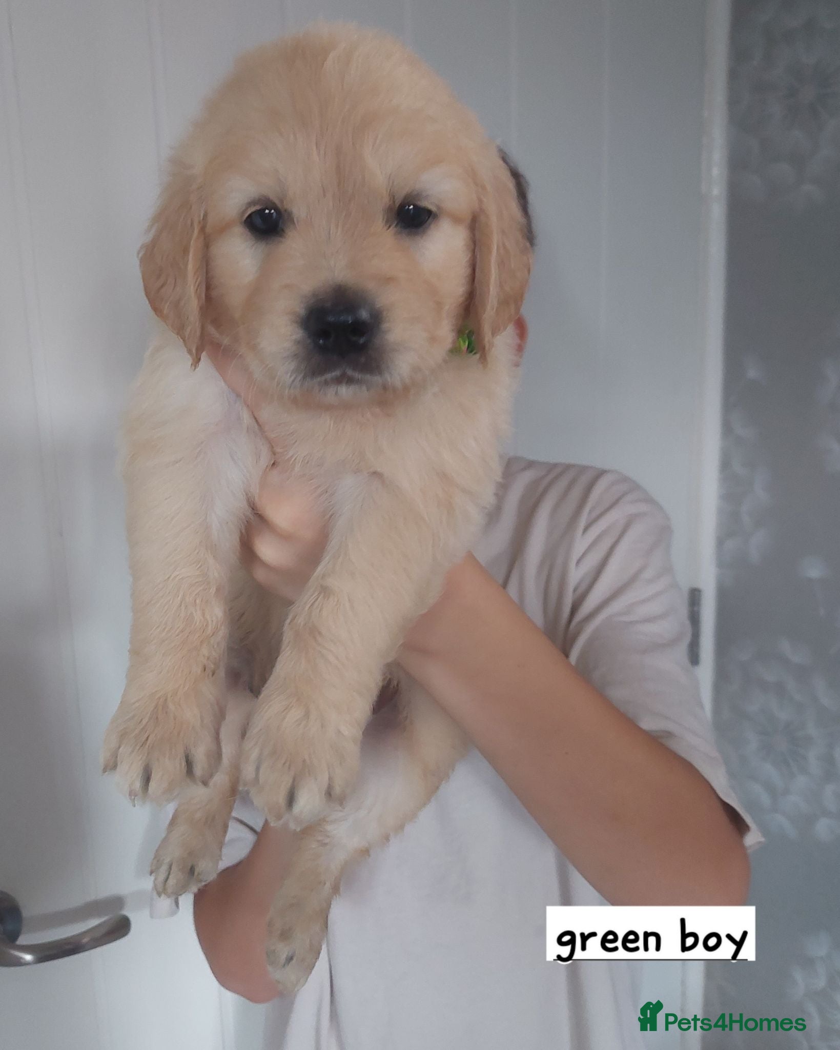 Golden Retriever dogs Beautiful kc registered golden retriever puppies  - Advert 1