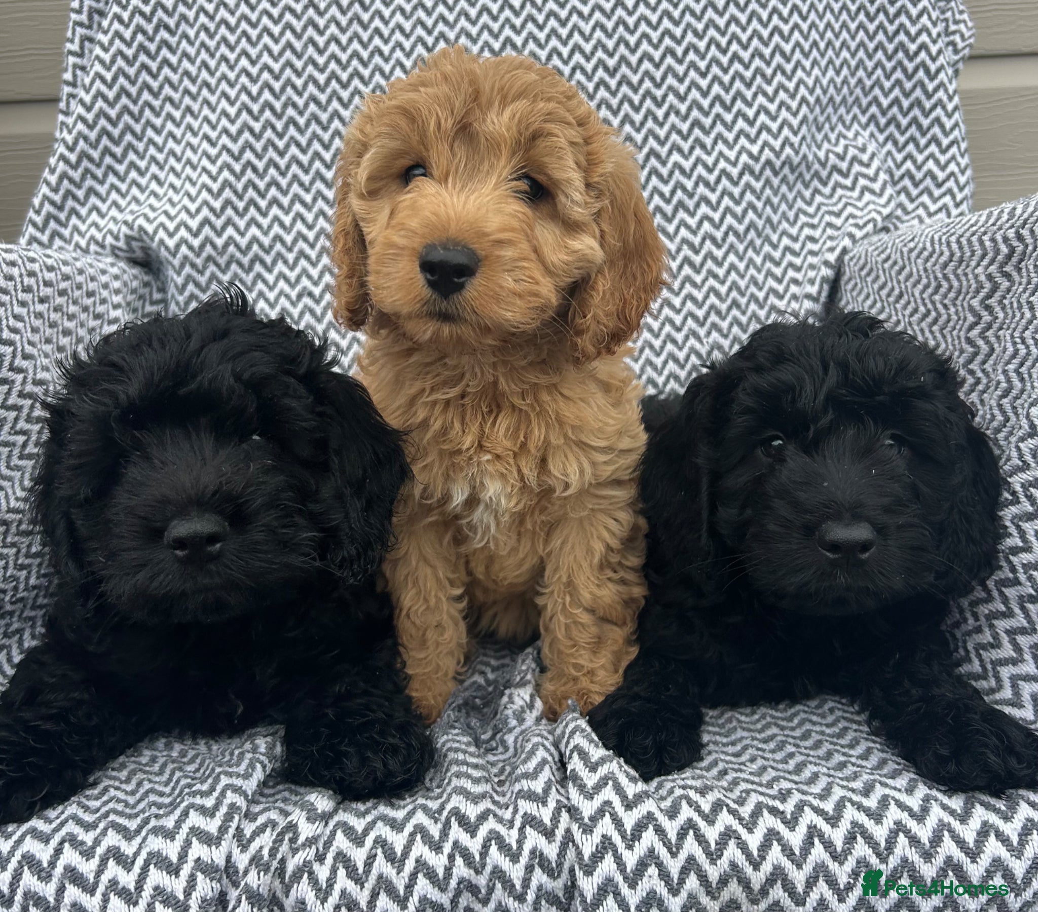 Cockapoo dogs Cockapoo pups f1 - Advert 1