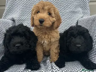 Cockapoo dogs Cockapoo pups f1 - Advert 1