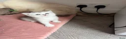 British Shorthair cats for sale: BSH🌟🌟🌟🌟🌟kittens - Advert 12