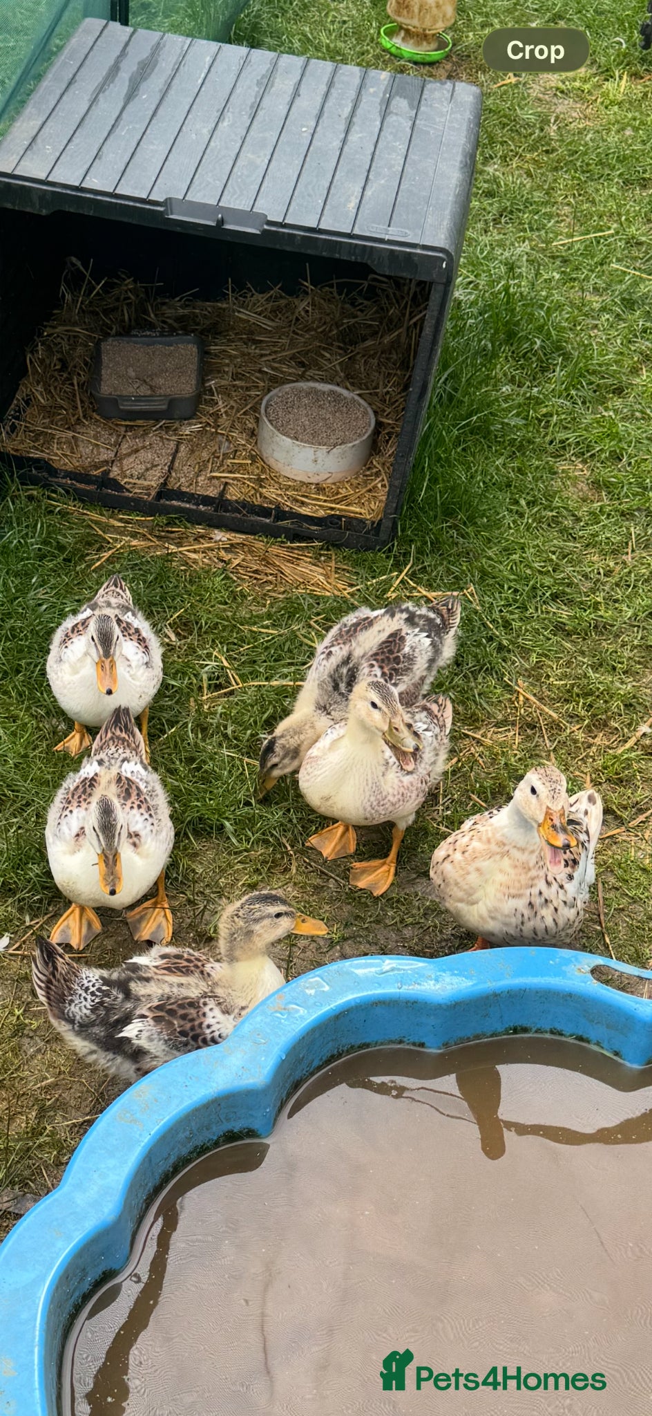 Ducks poultry Beautiful Miniature Silver Appleyard Ducklings  - Advert 6
