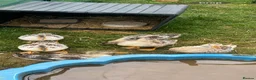 Ducks poultry for sale: Beautiful Miniature Silver Appleyard Ducklings  - Advert 1