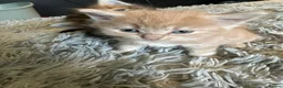 Persian cats for sale: (Half) Persian kittens 😍 - Advert 5