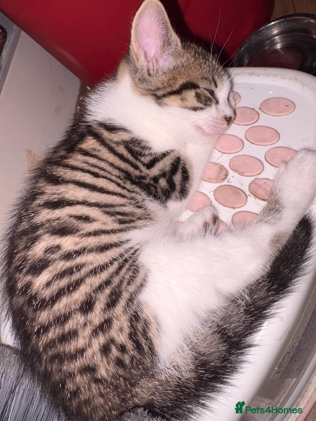 British Shorthair cats for sale: 4 lovely’s silver grey British shorthair  - Advert 2