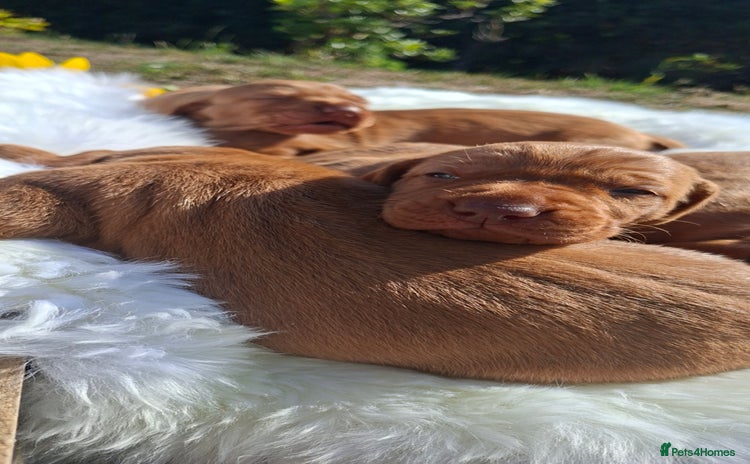 Hungarian Vizsla dogs - Advert 1