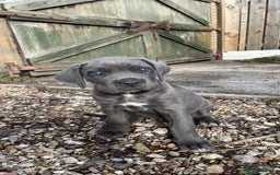 Cane Corso dogs for sale: Cane Corso puppies 9 week old 🫶❤️🫶 - Image 32