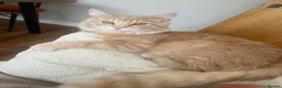 Maine Coon cats for sale: Maine Coon Male 7 months - cream/light ginger  - Advert 21