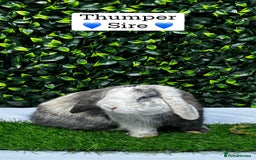 Mini Lop rabbits for sale: Gorgeous Pure Bred Mini Lops 💛 | RESERVE NOW 🐰 - Image 18