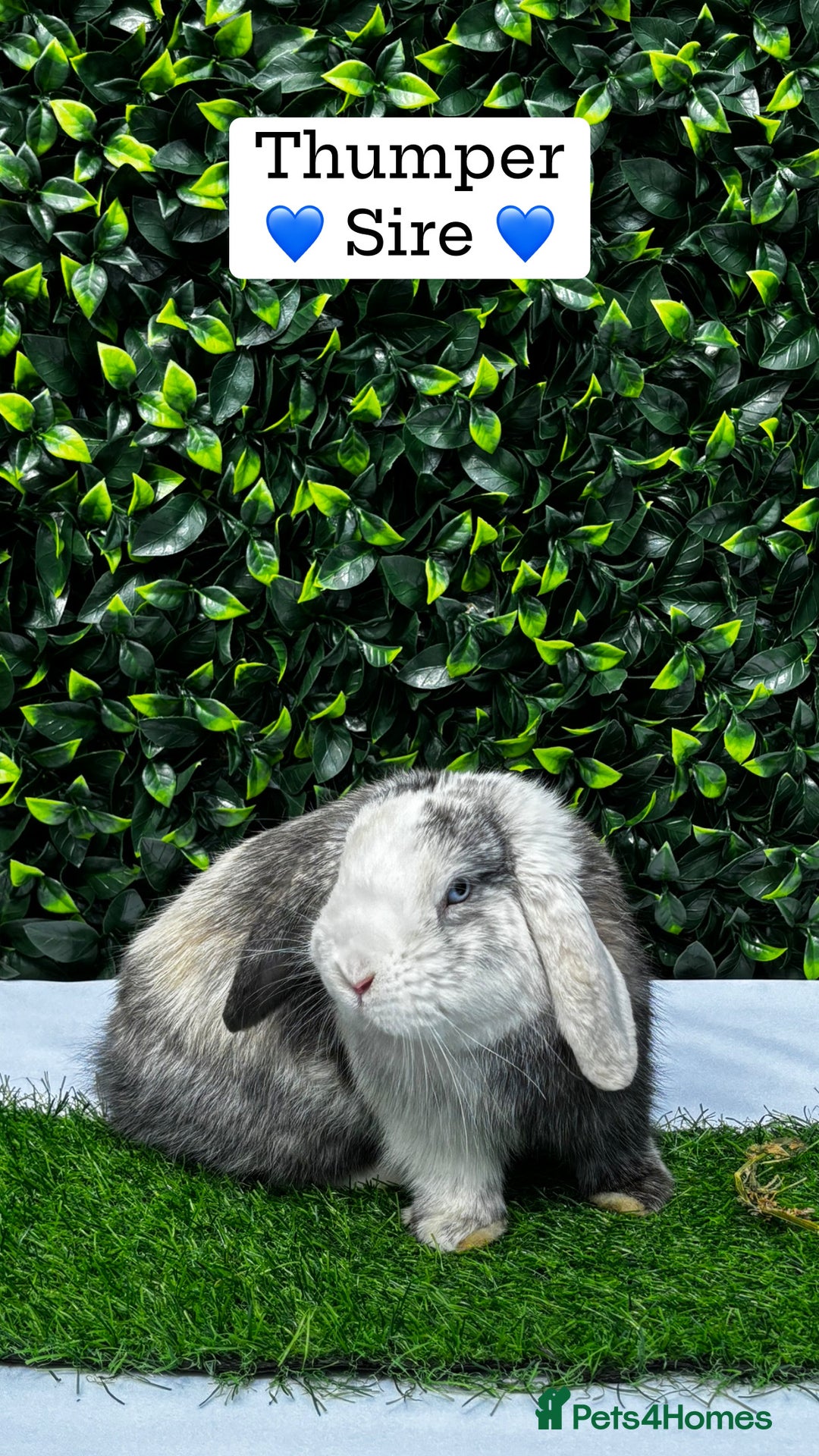 Mini Lop rabbits for sale: Gorgeous Pure Bred Mini Lops 💛 | RESERVE NOW 🐰 - Image 18