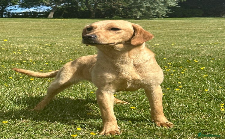 Labrador Retriever dogs - Advert 6