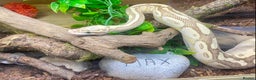 Python Snake reptiles for sale: Royal pythons looking for new homes  - Advert 6