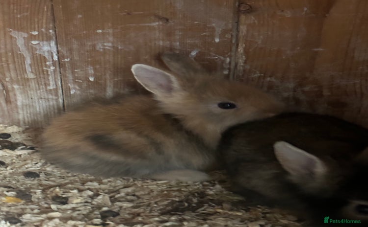 Mini Lion Lop rabbits - Advert 1