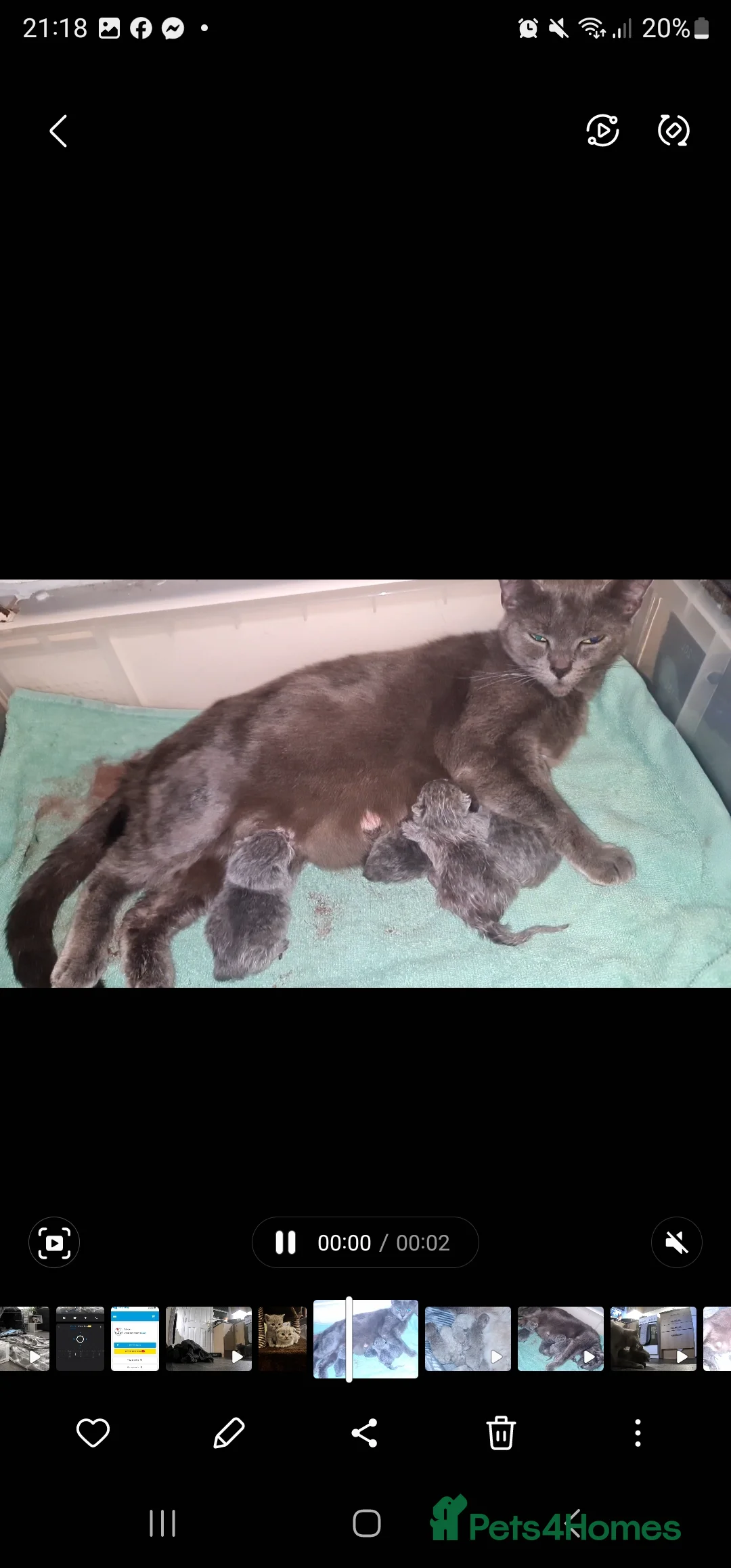 British Shorthair cats for sale: Bsh/russian blue babies 👶  - Advert 4