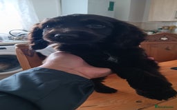 Cocker Spaniel dogs for sale: Cocker spaniel  - Image 2