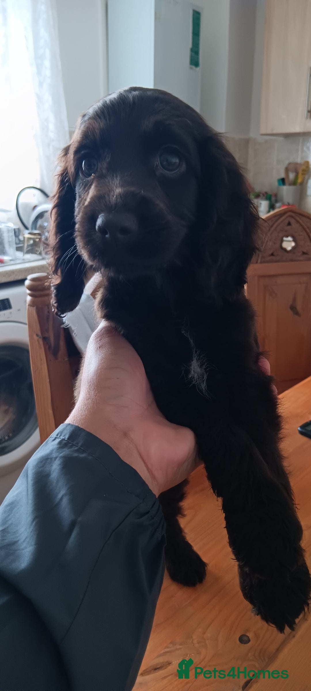 Cocker Spaniel dogs for sale: Cocker spaniel  - Image 2