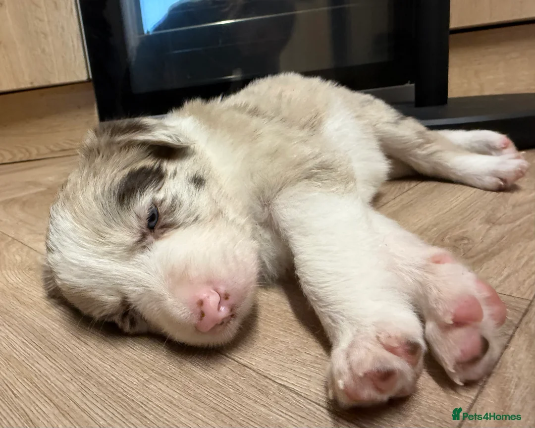 Border Collie dogs for sale: Stunning purebred border collies - Advert 16