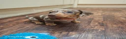 Miniature Dachshund dogs for sale: Stunning Miniature Smooth Haired boy puppy - Advert 19